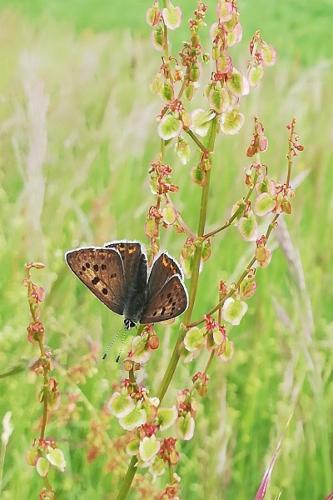 Photo de Lycaena tityrus - (2019-05-11) © BARGE Anaëlle