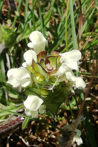 Photo de Prunella laciniata - (2019-05-30) © BARGE Anaëlle