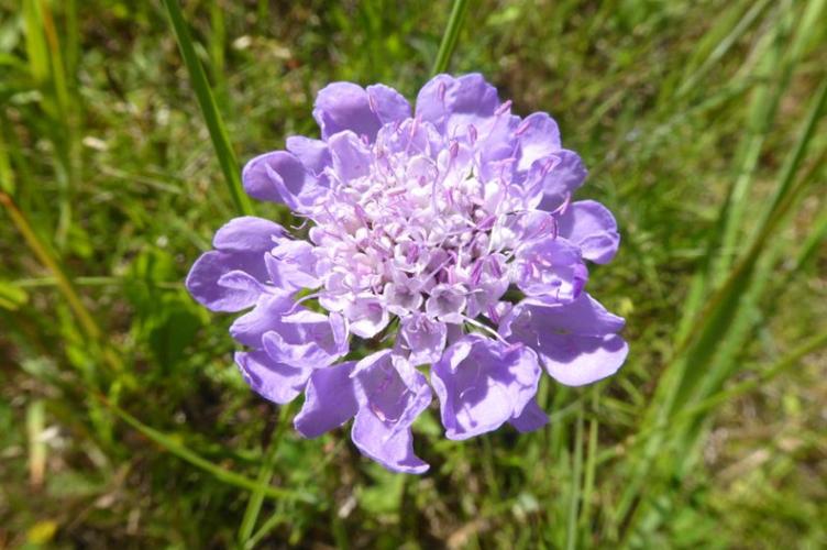 Photo de Scabiosa columbaria - (2019-06-01) © ROUX Alain