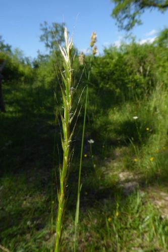 Photo de Gaudinia fragilis - (2019-06-01) © ROUX Alain