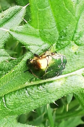 Photo de Cetonia aurata - (2019-05-30) © BARGE Anaëlle