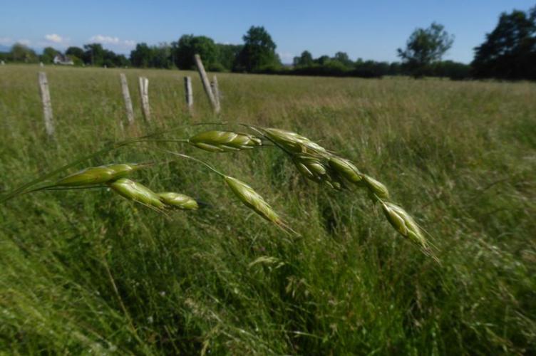 Photo de Bromus racemosus - (2019-06-01) © ROUX Alain