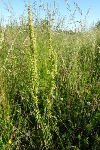 Photo de Rumex conglomeratus - (2019-06-01) © ROUX Alain