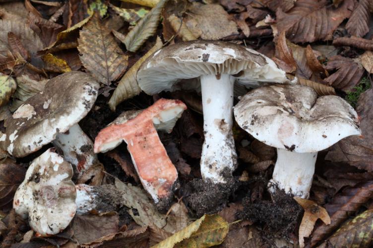 Photo de Russula nigricans - (2013-10-22) © GUICHERD Grégory