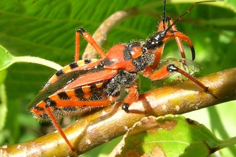 Photo de Rhynocoris iracundus - (2006-07-07) © GRANGIER Christophe