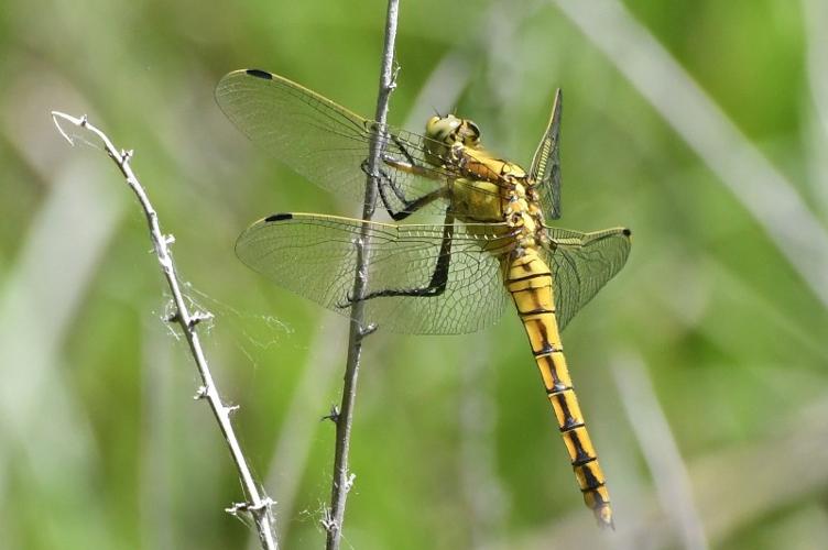 Photo de Orthetrum cancellatum - (2019-06-05) © THOMAS-BILLOT Jean-Jacques