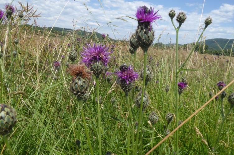 Photo de Centaurea scabiosa - (2019-06-07) © ROUX Alain