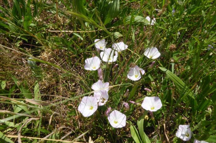 Photo de Convolvulus arvensis - (2019-06-07) © ROUX Alain