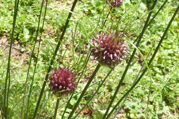 Photo de Allium vineale - (2019-06-07) © ROUX Alain