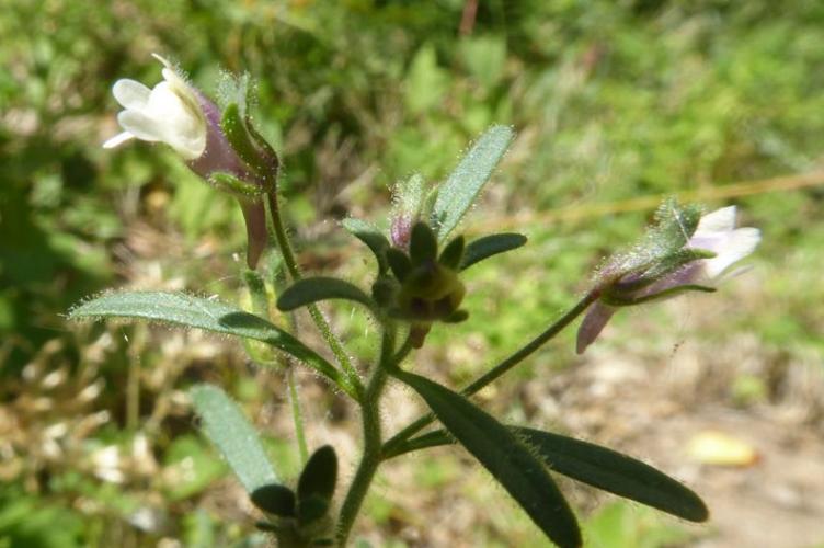 Photo de Chaenorhinum minus - (2019-06-07) © ROUX Alain