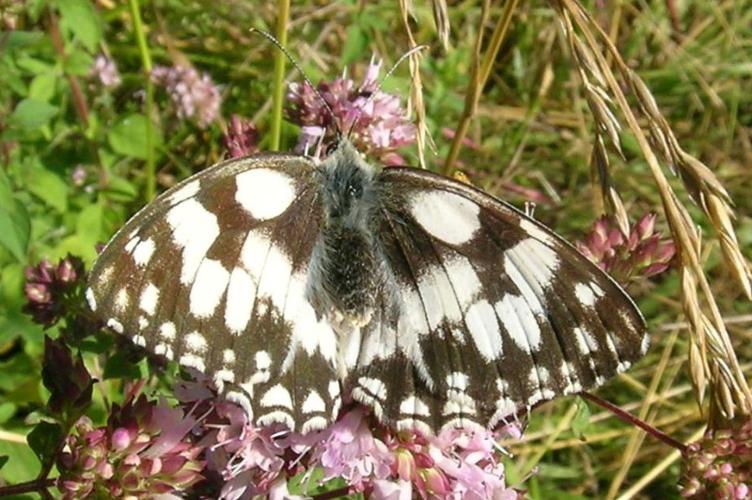 Photo de Melanargia galathea - (1994-06-24) © GRANGIER Christophe