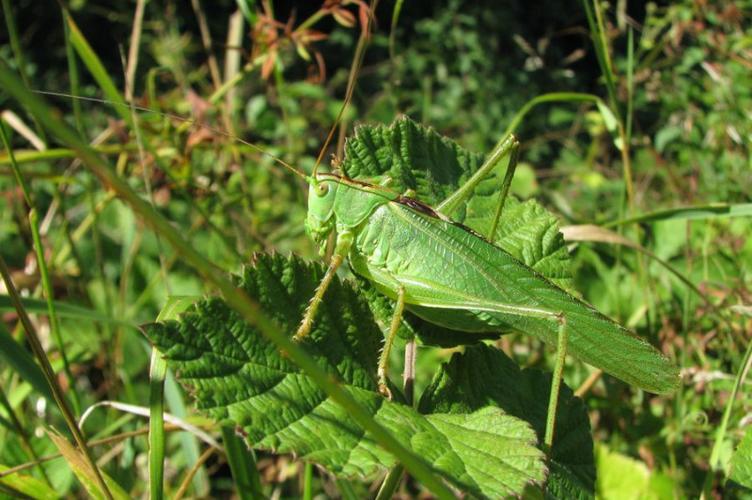 Photo de Tettigonia viridissima - (2013-07-31) © GRANGIER Christophe