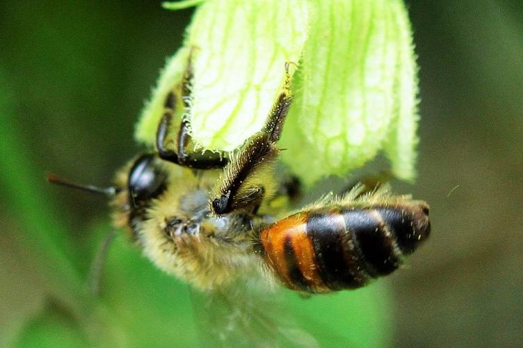 Photo de Andrena florea - (2019-06-15) © RUILLAT Christian