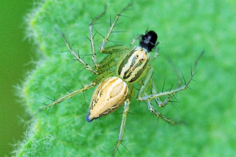 Photo de Oxyopes lineatus - (2019-06-15) © RUILLAT Christian