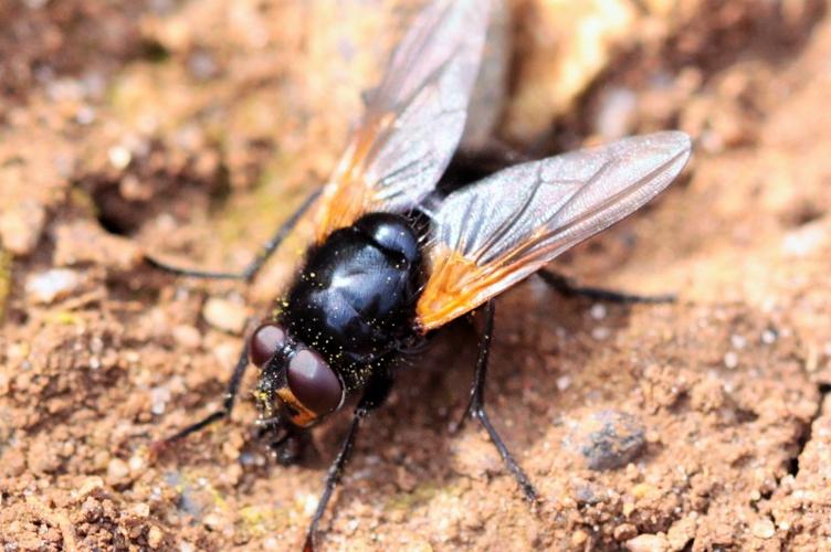 Photo de Mesembrina meridiana - (2016-04-16) © RUILLAT Christian