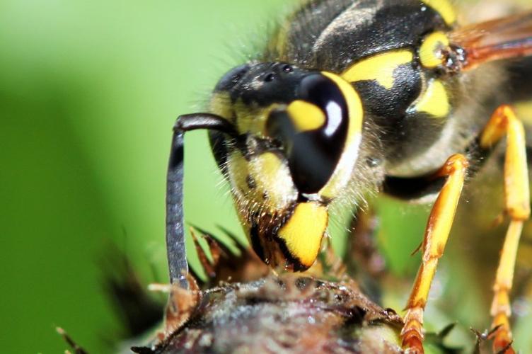 Photo de Vespula germanica - (2016-04-29) © RUILLAT Christian