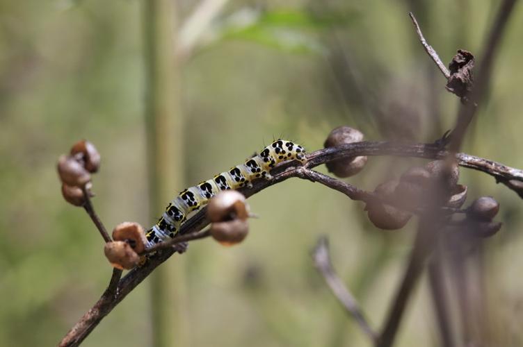 Photo de Shargacucullia caninae - (2019-06-16) © GUICHERD Grégory