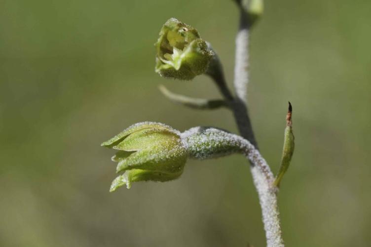 Photo de Epipactis microphylla - (2019-06-16) © RAVET Martine