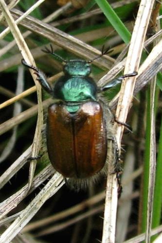 Photo de Phyllopertha horticola - (2006-07-08) © GRANGIER Christophe