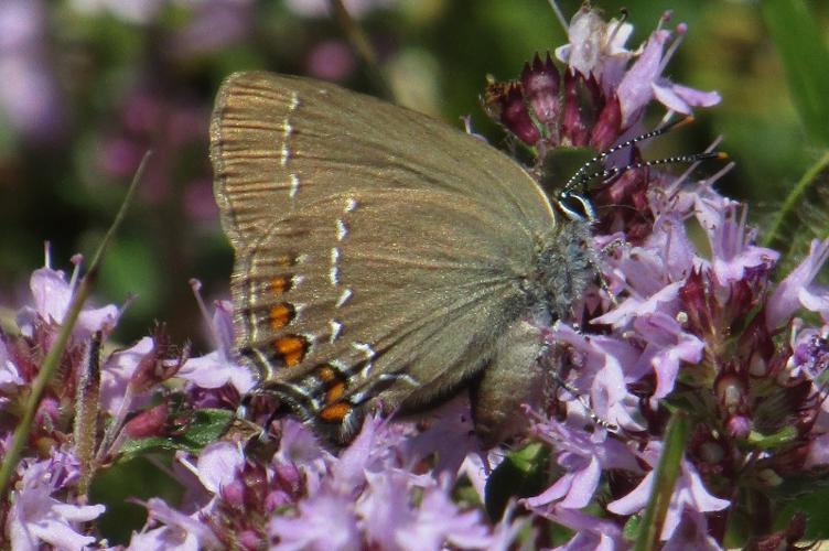 Photo de Satyrium ilicis - (2019-06-23) © FILLON Louis-Sol