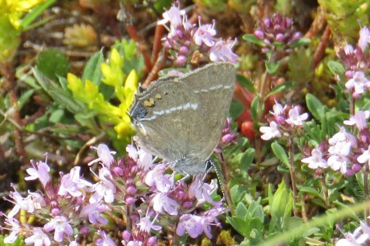 Photo de Satyrium spini - (2019-06-22) © FILLON Louis-Sol