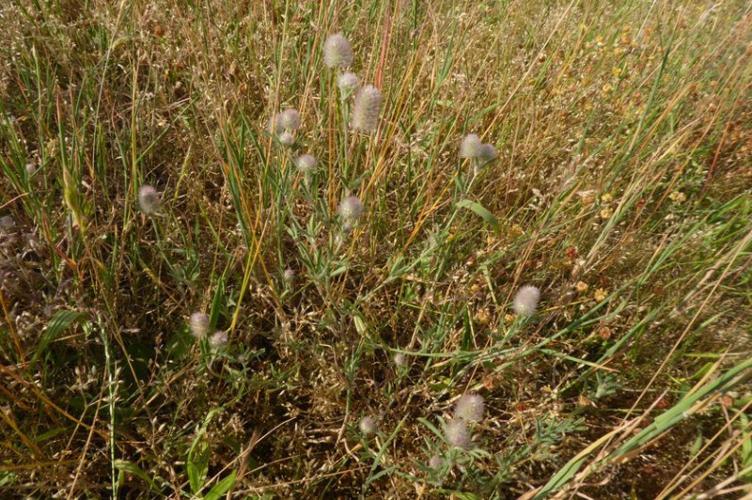 Photo de Trifolium arvense - (2019-06-07) © ROUX Alain