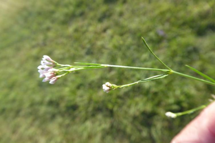 Photo de Asperula cynanchica - (2019-06-17) © ROUX Alain