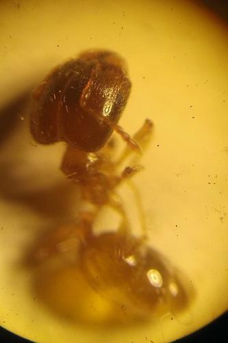 Photo de Pheidole pallidula - (2019-04-21) © DARNOUX Adrien