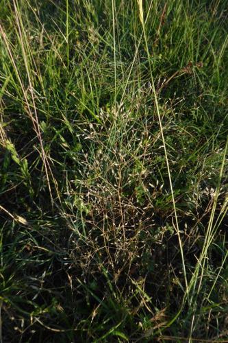 Photo de Agrostis capillaris - (2019-06-17) © ROUX Alain