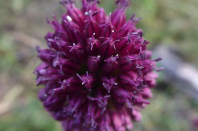 Photo de Allium sphaerocephalon - (2019-06-26) © ROUX Alain