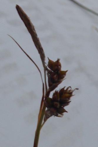 Photo de Carex liparocarpos - (2019-06-26) © ROUX Alain