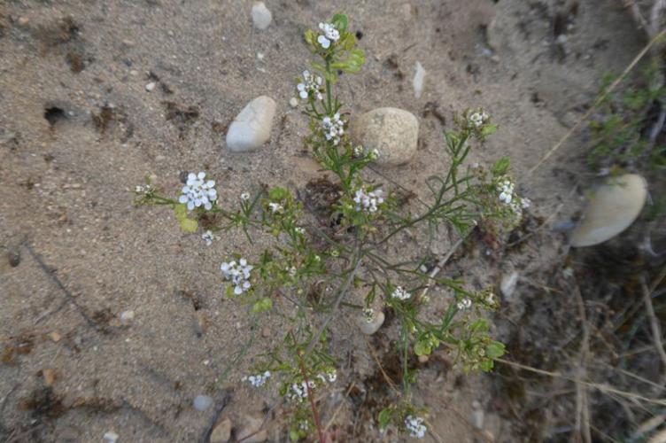 Photo de Iberis pinnata - (2019-06-26) © ROUX Alain