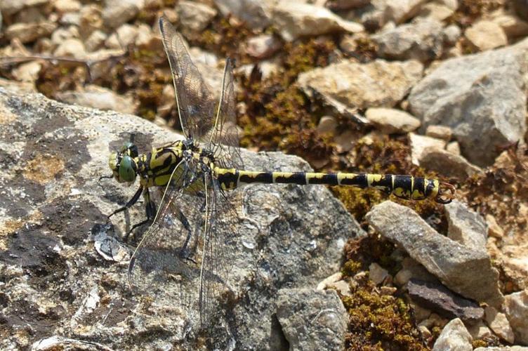 Photo de Onychogomphus forcipatus - (2016-07-24) © GRANGIER Christophe