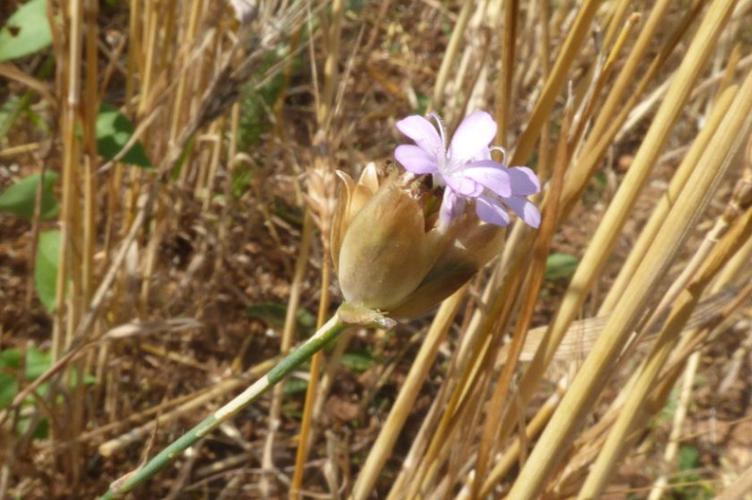 Photo de Petrorhagia prolifera - (2019-07-07) © ROUX Alain