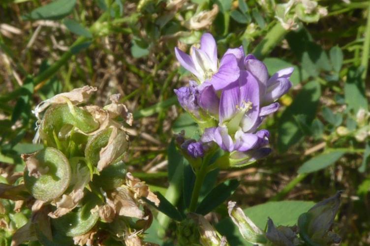 Photo de Medicago sativa - (2019-07-07) © ROUX Alain