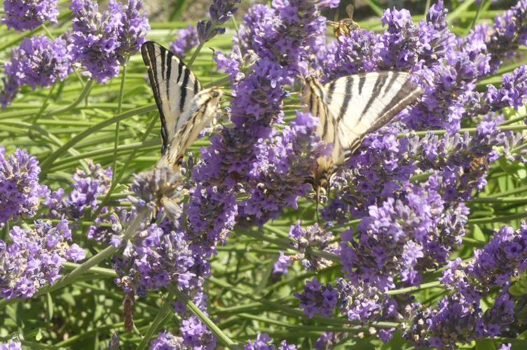 Photo de Iphiclides podalirius - (2019-07-10) © HÉRITIER Tatjana