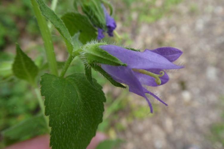 Photo de Campanula trachelium - (2019-07-11) © ROUX Alain