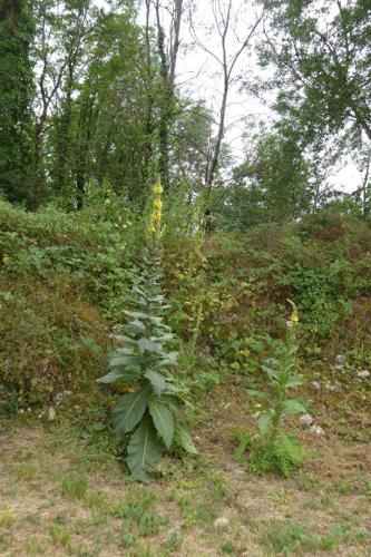 Photo de Verbascum thapsus - (2019-07-11) © ROUX Alain