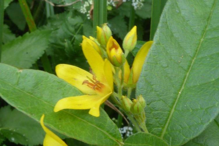 Photo de Lysimachia vulgaris - (2019-07-12) © ROUX Alain