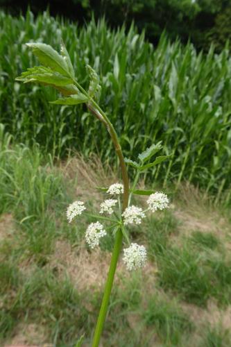 Photo de Helosciadium nodiflorum - (2019-07-12) © ROUX Alain