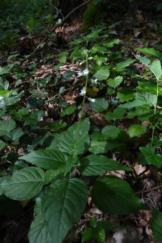 Photo de Galeopsis tetrahit - (2019-07-12) © ROUX Alain