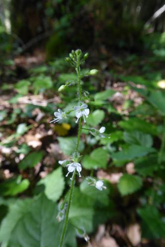 Photo de Circaea lutetiana - (2019-07-12) © ROUX Alain