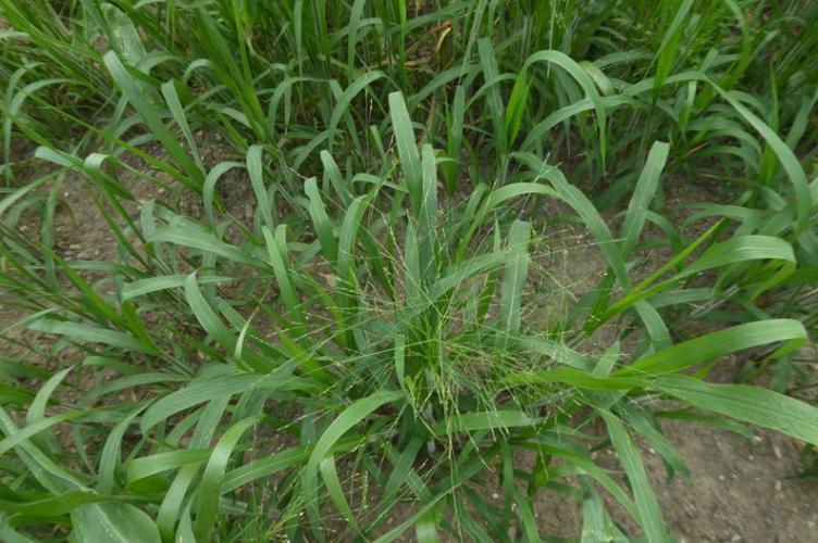 Photo de Panicum capillare - (2019-07-12) © ROUX Alain