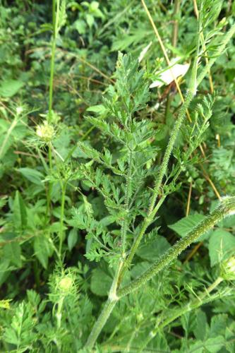 Photo de Daucus carota - (2019-07-12) © ROUX Alain