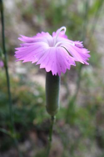 Photo de Dianthus saxicola - (2019-07-12) © ROUX Alain