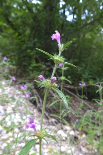 Photo de Galeopsis angustifolia - (2019-07-12) © ROUX Alain