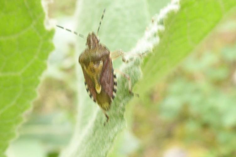 Photo de Dolycoris baccarum - (2019-07-12) © ROUX Alain