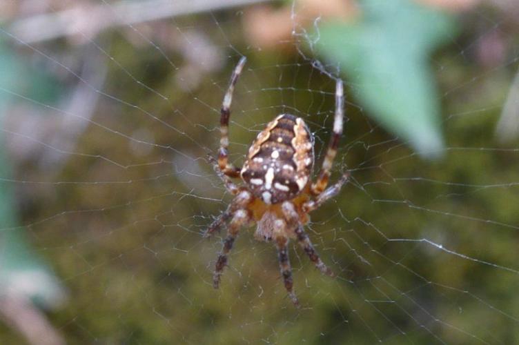 Photo de Araneus diadematus - (2019-07-12) © ROUX Alain