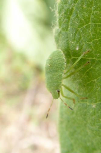 Photo de Palomena prasina - (2019-07-12) © ROUX Alain