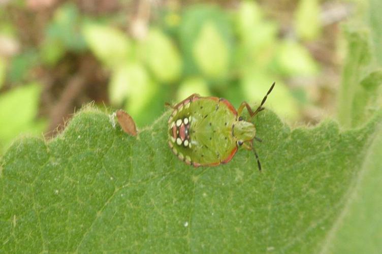 Photo de Nezara viridula - (2019-07-12) © ROUX Alain